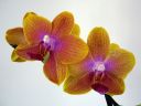 Phalaenopsis_hybridi_KTH_20070222_IMG_0266.jpg