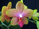 Phalaenopsis_hybridi_KTH_20070222_IMG_1586.jpg