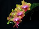 Phalaenopsis_hybridi_KTH_20070222_IMG_1947.jpg