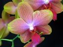 Tiedostonimi=Phalaenopsis_hybridi_KTH_20070222_IMG_1948.jpg
Tiedostokoko=61kt
Koko=600x450
Lisätty=19.02.2012 Phalaenopsis_hybridi_KTH_20070222_IMG_1948.jpg