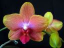 Phalaenopsis_hybridi_KTH_20070222_IMG_4263.jpg