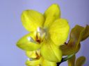 Phalaenopsis_hybridi_KTH_20070226_IMG_0432.jpg