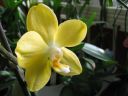 Phalaenopsis_hybridi_KTH_20070226_IMG_0462.jpg