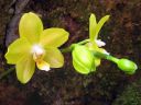 Phalaenopsis_hybridi_KTH_20070226_IMG_2801.jpg