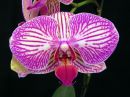 Phalaenopsis_hybridi_KTR1_20121202_IMG_0208.jpg