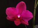 Phalaenopsis_hybridi_KTR_20121202_IMG_1586.jpg