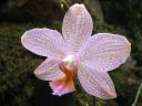 Phalaenopsis_hybridi_KTT1_20070807_IMG_3717.jpg