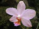Tiedostonimi=Phalaenopsis_hybridi_KTT1_20070807_IMG_3717.jpg
Tiedostokoko=62kt
Koko=600x450
Lisätty=19.02.2012 Phalaenopsis_hybridi_KTT1_20070807_IMG_3717.jpg