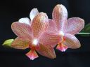 Phalaenopsis_hybridi_KTT1_20070823_IMG_1024.jpg