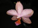 Phalaenopsis_hybridi_KTT1_20070823_IMG_2467.jpg