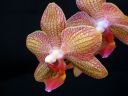 Phalaenopsis_hybridi_KTT1_20070823_IMG_7596.jpg