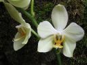 Phalaenopsis_hybridi_KTT2_20070823_IMG_9311.jpg
