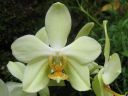 Phalaenopsis_hybridi_KTT2_20070823_IMG_9312.jpg