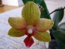 Phalaenopsis_hybridi_KTT3_20070823_IMG_1582.jpg