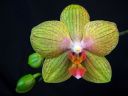 Phalaenopsis_hybridi_KTT3_20070823_IMG_4284.jpg