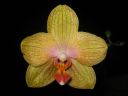 Phalaenopsis_hybridi_KTT_20070823_IMG_1709.jpg