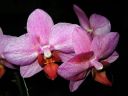 Phalaenopsis_hybridi_KTT_20071211_IMG_1553.jpg