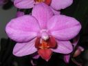 Phalaenopsis_hybridi_KTT_20071211_IMG_2260.jpg