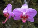 Phalaenopsis_hybridi_KTT_20071211_IMG_3701.jpg