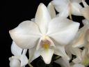 Tiedostonimi=Phalaenopsis_hybridi_KTT_20090326_IMG_1725.jpg
Tiedostokoko=43kt
Koko=600x450
Lisätty=19.02.2012 Phalaenopsis_hybridi_KTT_20090326_IMG_1725.jpg
