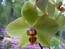 Phalaenopsis_hybridi_LW1_0604_IMG_2386.jpg
