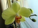 Phalaenopsis_hybridi_LW1_0604_IMG_3832.jpg