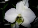 Phalaenopsis_hybridi_LW2_0604_IMG_8331.jpg