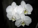 Phalaenopsis_hybridi_LW2_IMG_2252.jpg