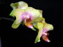 Tiedostonimi=Phalaenopsis_hybridi_Lissu_IMG_7646.jpg
Tiedostokoko=34kt
Koko=600x450
Lisätty=19.02.2012 Phalaenopsis_hybridi_Lissu_IMG_7646.jpg