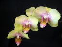 Tiedostonimi=Phalaenopsis_hybridi_Lissu_IMG_7647.jpg
Tiedostokoko=39kt
Koko=600x450
Lisätty=19.02.2012 Phalaenopsis_hybridi_Lissu_IMG_7647.jpg