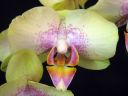 Phalaenopsis_hybridi_Lissu_IMG_7648.jpg