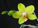 Phalaenopsis_hybridi_ON1_IMG_1578.jpg