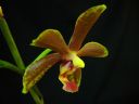 Phalaenopsis_hybridi_ON4_IMG_1623.jpg