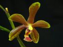 Phalaenopsis_hybridi_ON4_IMG_1624.jpg