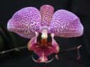 Phalaenopsis_hybridi_ON_20050205_IMG_8671.jpg