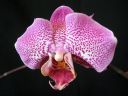 Phalaenopsis_hybridi_ON_20050214_IMG_4260.jpg