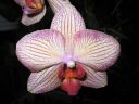 Phalaenopsis_hybridi_ON_20051105_IMG_2075.jpg