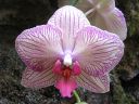 Phalaenopsis_hybridi_ON_20051105_IMG_3638.jpg