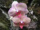 Phalaenopsis_hybridi_ON_20051105_IMG_3639.jpg