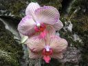 Tiedostonimi=Phalaenopsis_hybridi_ON_20051105_IMG_3639.jpg
Tiedostokoko=106kt
Koko=600x450
Lisätty=19.02.2012 Phalaenopsis_hybridi_ON_20051105_IMG_3639.jpg