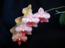 Phalaenopsis_hybridi_ON_20051116_IMG_3883.jpg