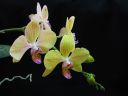 Phalaenopsis_hybridi_ON_IMG_0880.jpg