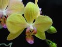 Phalaenopsis_hybridi_ON_IMG_0882.jpg