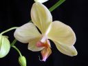 Phalaenopsis_hybridi_ON_IMG_1059.jpg