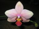 Phalaenopsis_hybridi_PL1_20070131_IMG_7227.jpg