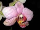 Tiedostonimi=Phalaenopsis_hybridi_PL1_20070131_IMG_9827.jpg
Tiedostokoko=48kt
Koko=600x450
Lisätty=19.02.2012 Phalaenopsis_hybridi_PL1_20070131_IMG_9827.jpg