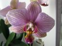 Phalaenopsis_hybridi_PL1_20070131_IMG_9852.jpg