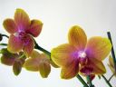 Phalaenopsis_hybridi_PL1_20070319_IMG_0718.jpg