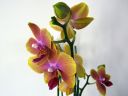 Phalaenopsis_hybridi_PL1_20070319_IMG_0722.jpg