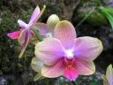 Phalaenopsis_hybridi_PL1_20070319_IMG_3191.jpg